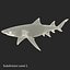 Sicklefin Lemon Shark equipado para Cinema 4D mode