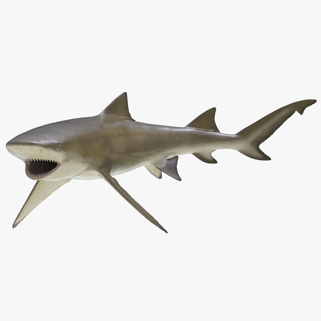 sicklefin lemon shark rigged c4d https://p.turbosquid.com/ts-thumb/hM/dKy5yH/7b1bd6up/sicklefinlemonsharkriggedcinema4d3dmodel02/jpg/1481907841/1920x1080/fit_q87/57dd5f590622422cd40d2e1a1b07802a712a0297/sicklefinlemonsharkriggedcinema4d3dmodel02.jpg