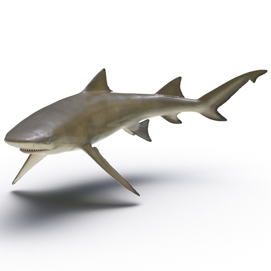 sicklefin lemon shark rigged c4d https://p.turbosquid.com/ts-thumb/hM/dKy5yH/CYALj6vy/sicklefinlemonsharkriggedcinema4d3dmodel03/jpg/1481907841/1920x1080/fit_q87/d8d198899d85e8a1139f230e876c7a3e10c0deea/sicklefinlemonsharkriggedcinema4d3dmodel03.jpg