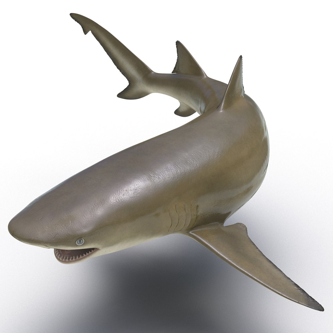 sicklefin lemon shark rigged c4d https://p.turbosquid.com/ts-thumb/hM/dKy5yH/FujuwCni/sicklefinlemonsharkriggedcinema4d3dmodel07/jpg/1481907841/1920x1080/fit_q87/0177c9453763aedb29fed5d15266a72fb1f297cb/sicklefinlemonsharkriggedcinema4d3dmodel07.jpg