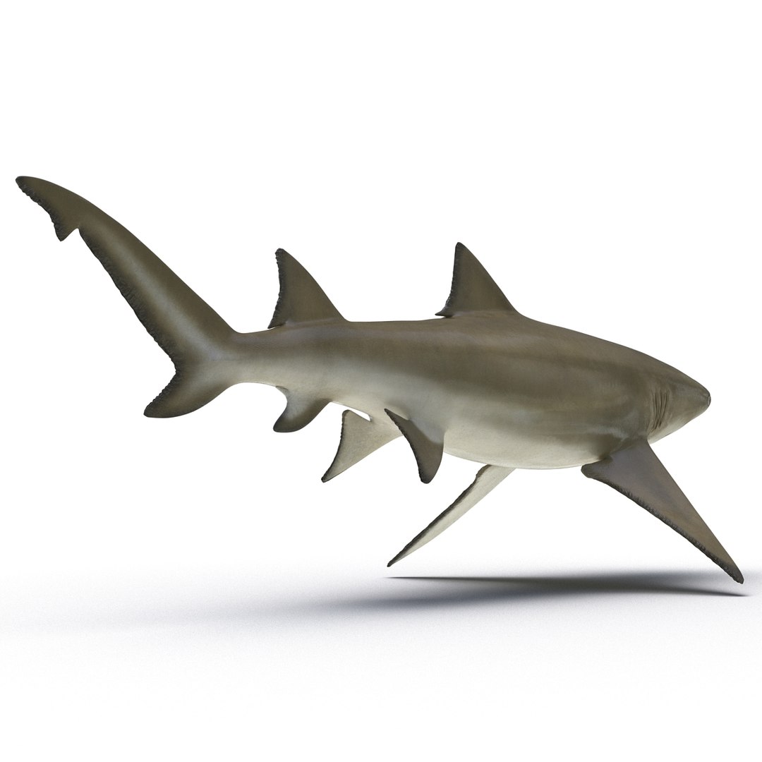 sicklefin lemon shark rigged c4d https://p.turbosquid.com/ts-thumb/hM/dKy5yH/GFT7CFOi/sicklefinlemonsharkriggedcinema4d3dmodel09/jpg/1481907841/1920x1080/fit_q87/471f294f0304d5aef5cefb9446d2cc413a711dac/sicklefinlemonsharkriggedcinema4d3dmodel09.jpg