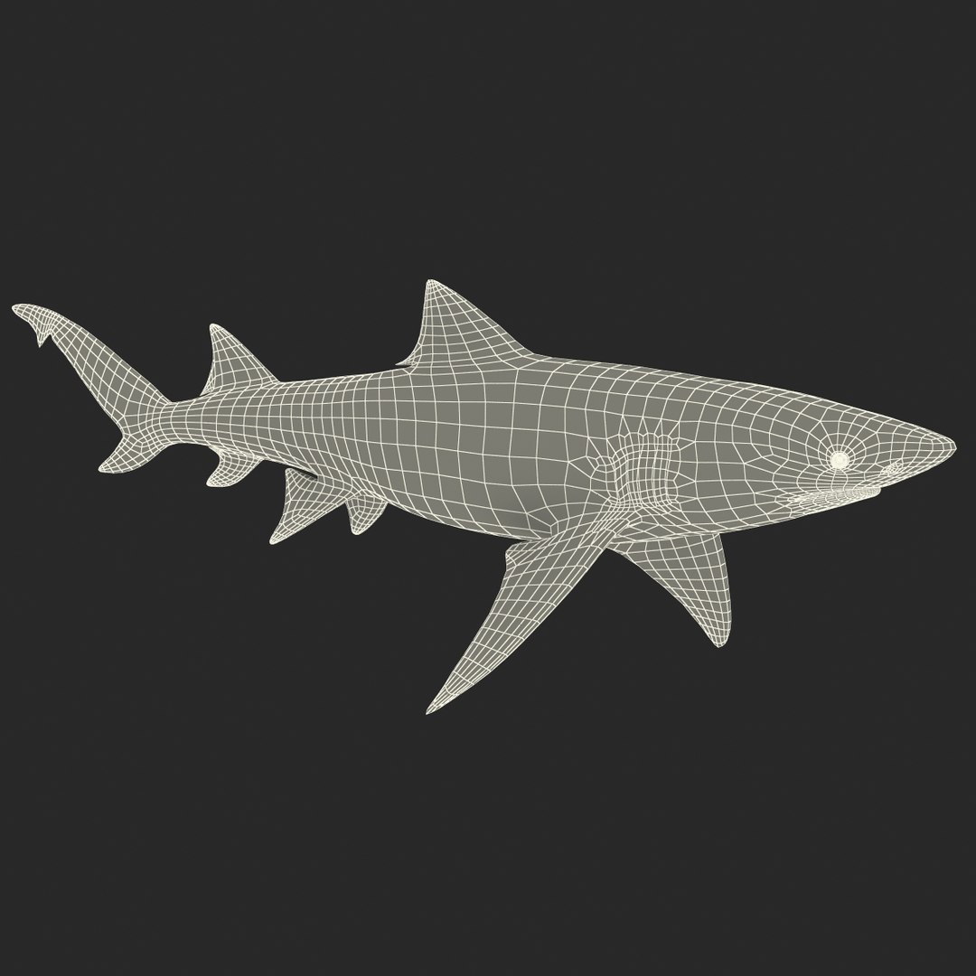 sicklefin lemon shark rigged c4d https://p.turbosquid.com/ts-thumb/hM/dKy5yH/Lj9Zu2tG/sicklefinlemonsharkriggedcinema4d3dmodel25/jpg/1481907842/1920x1080/fit_q87/6f09e51b778dfe14c837f849c8fa57121f5edc7e/sicklefinlemonsharkriggedcinema4d3dmodel25.jpg
