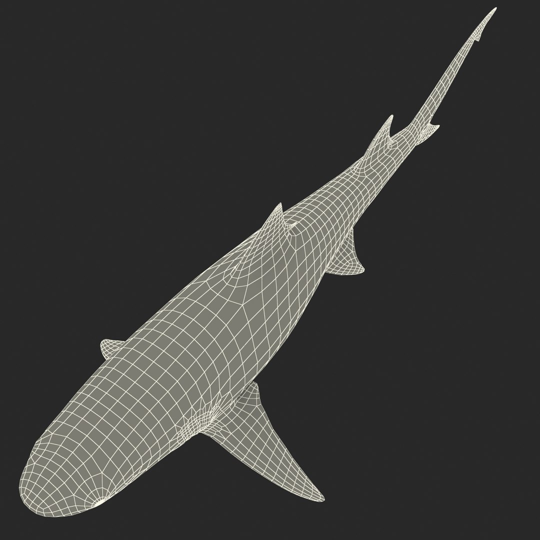 sicklefin lemon shark rigged c4d https://p.turbosquid.com/ts-thumb/hM/dKy5yH/O1rQsTeT/sicklefinlemonsharkriggedcinema4d3dmodel28/jpg/1481907842/1920x1080/fit_q87/6897c6d13e0eb2f1c3c0142c54afdf4ca92b7298/sicklefinlemonsharkriggedcinema4d3dmodel28.jpg