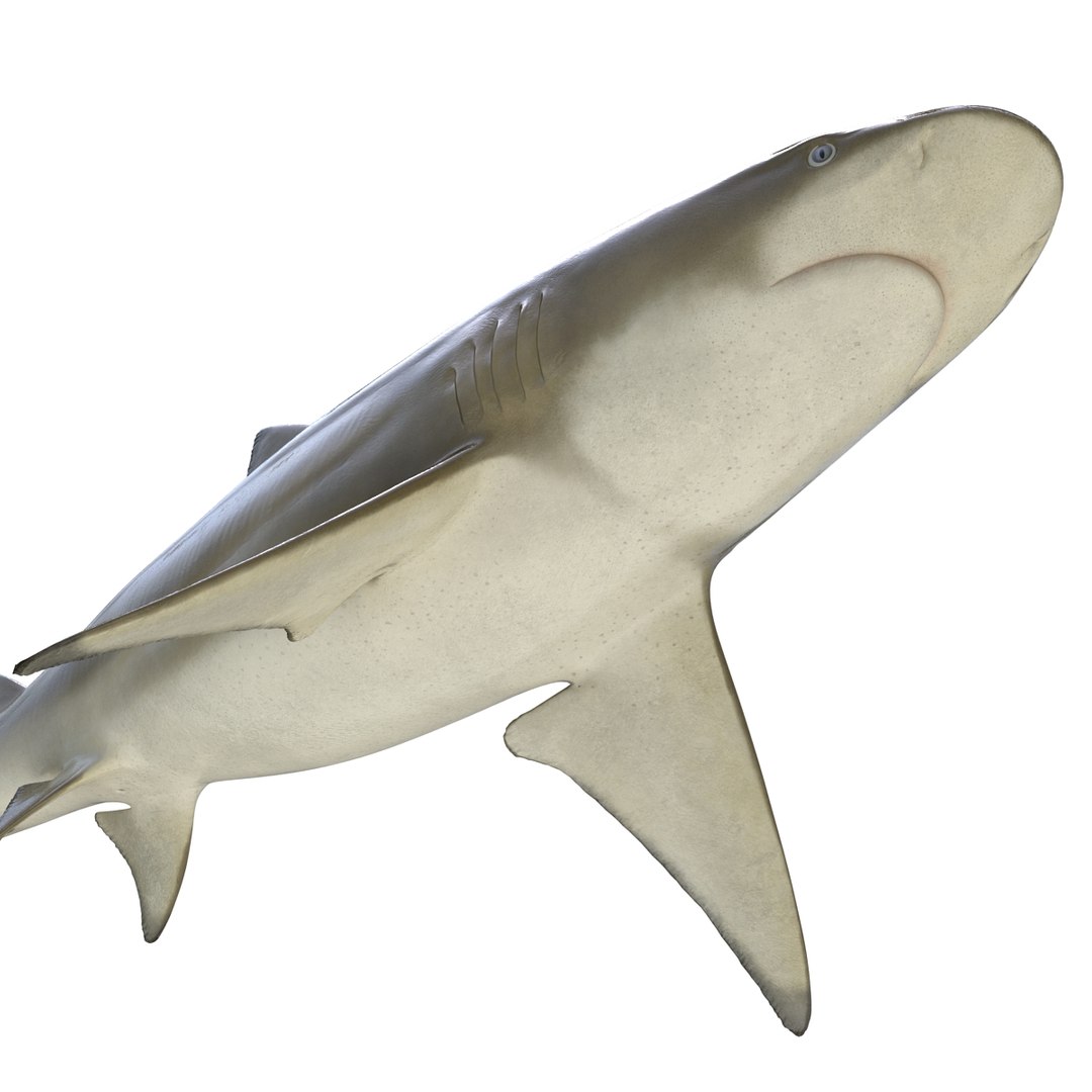 sicklefin lemon shark rigged c4d https://p.turbosquid.com/ts-thumb/hM/dKy5yH/V4PDD63p/sicklefinlemonsharkriggedcinema4d3dmodel18/jpg/1481907842/1920x1080/fit_q87/64f857d5fd702a10eec25c38eeb4402f168360bd/sicklefinlemonsharkriggedcinema4d3dmodel18.jpg