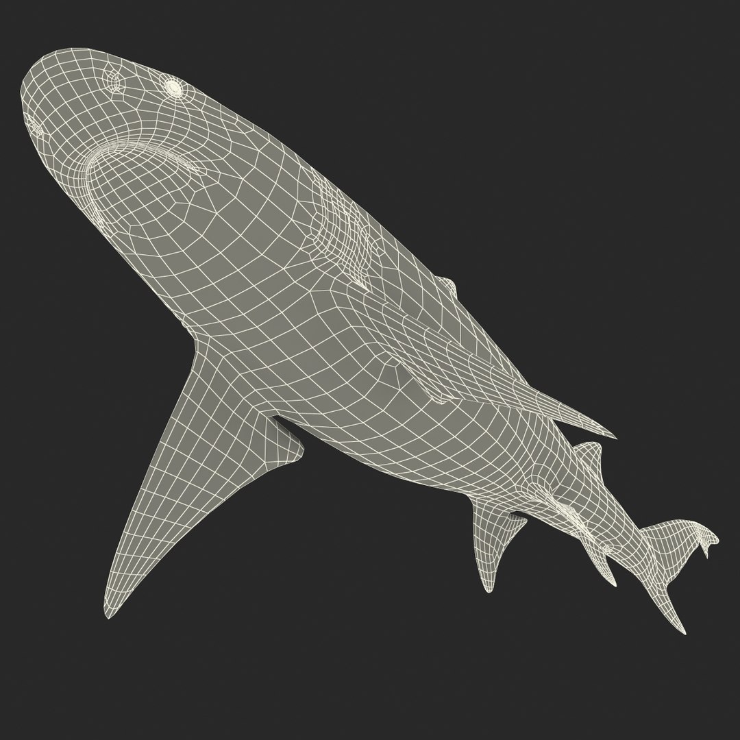 sicklefin lemon shark rigged c4d https://p.turbosquid.com/ts-thumb/hM/dKy5yH/cVt0eJza/sicklefinlemonsharkriggedcinema4d3dmodel32/jpg/1481907842/1920x1080/fit_q87/c67b101ba401f61e4e140ae0cb85b9b5b1b8fa79/sicklefinlemonsharkriggedcinema4d3dmodel32.jpg