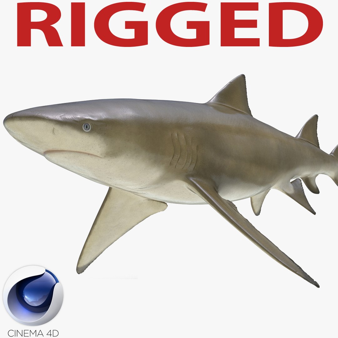 Sicklefin Lemon Shark Rigged for Cinema 4D 3D Model 3D model preview