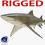 Sicklefin Lemon Shark equipado para Cinema 4D mode