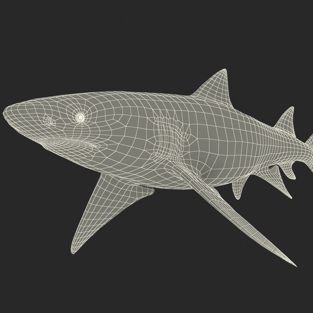 sicklefin lemon shark rigged c4d https://p.turbosquid.com/ts-thumb/hM/dKy5yH/lpGjcGRc/sicklefinlemonsharkriggedcinema4d3dmodel31/jpg/1481907842/1920x1080/fit_q87/68328eb62c573fe7c74d8bf75a7e082a08649cee/sicklefinlemonsharkriggedcinema4d3dmodel31.jpg
