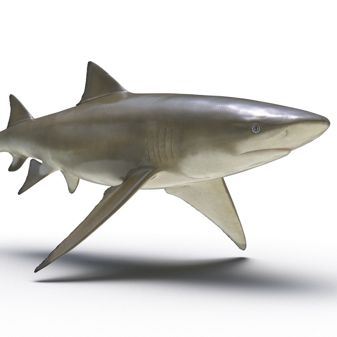 sicklefin lemon shark rigged c4d https://p.turbosquid.com/ts-thumb/hM/dKy5yH/mrUzSTkr/sicklefinlemonsharkriggedcinema4d3dmodel11/jpg/1481907841/1920x1080/fit_q87/e82320f2b1b6129ce5d9875c4df5f7bf1d0369a5/sicklefinlemonsharkriggedcinema4d3dmodel11.jpg