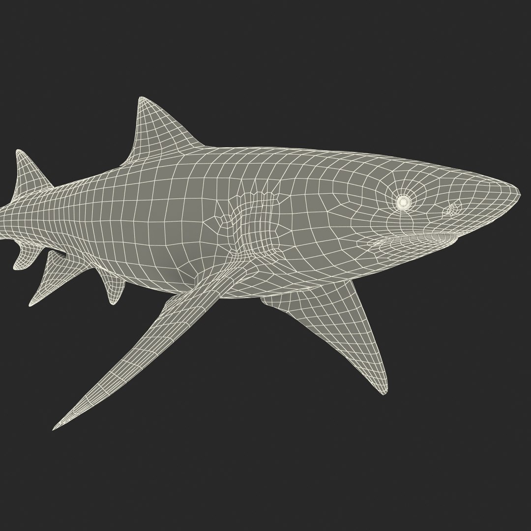 sicklefin lemon shark rigged c4d https://p.turbosquid.com/ts-thumb/hM/dKy5yH/wVWBvvyc/sicklefinlemonsharkriggedcinema4d3dmodel29/jpg/1481907842/1920x1080/fit_q87/71fca835690e52a35a7c1076d697e30ba125cf01/sicklefinlemonsharkriggedcinema4d3dmodel29.jpg
