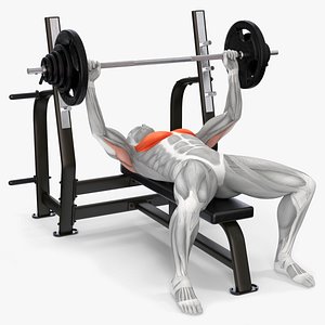 Male Muscular System Bench Press Animated Rigged