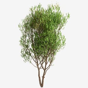 Fresh Curly Willow Branches - 3D Model for VRay, Corona