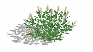 Prunus Otto Luyken - Laurel 3D model