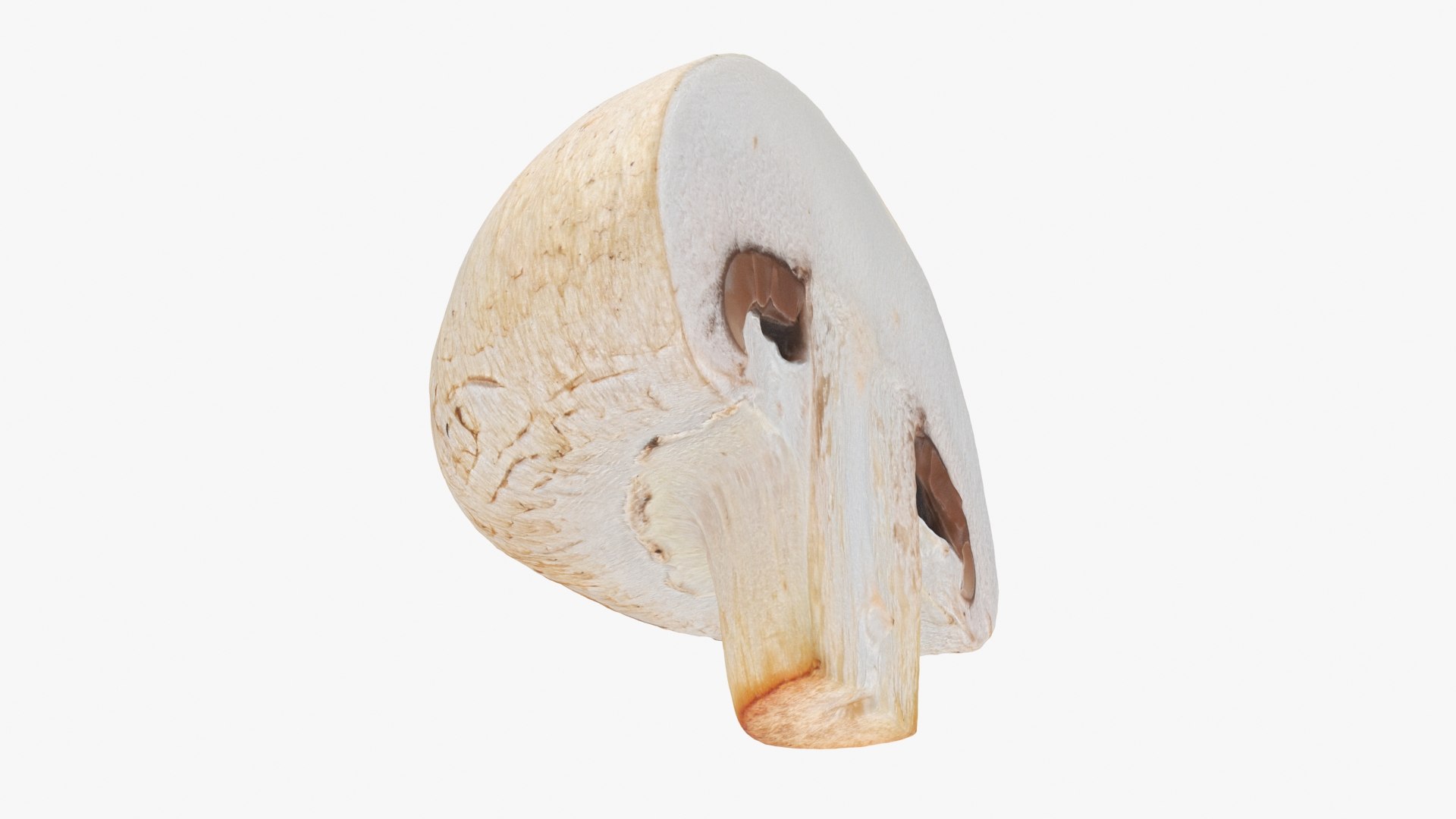 Half Champignon Mushroom 3D model https://p.turbosquid.com/ts-thumb/hN/WI5GK6/Bz/champignonhalf_b0018/jpg/1719422863/1920x1080/fit_q87/f42bd6ea15884ce2fd46f7b9c969a0f32fd3289c/champignonhalf_b0018.jpg