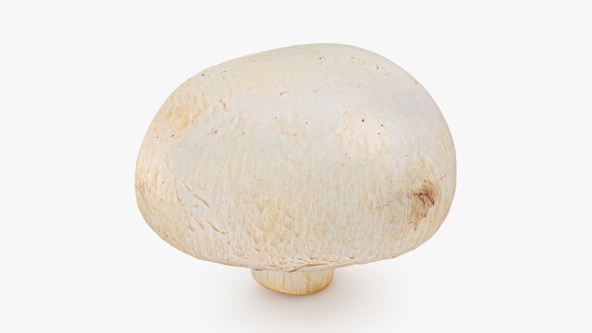 Half Champignon Mushroom 3D model https://p.turbosquid.com/ts-thumb/hN/WI5GK6/Hp/champignonhalf_b0012/jpg/1719422861/1920x1080/fit_q87/6fc9a812912fb5f30ed7f4ec0c10a17ccc5ad527/champignonhalf_b0012.jpg