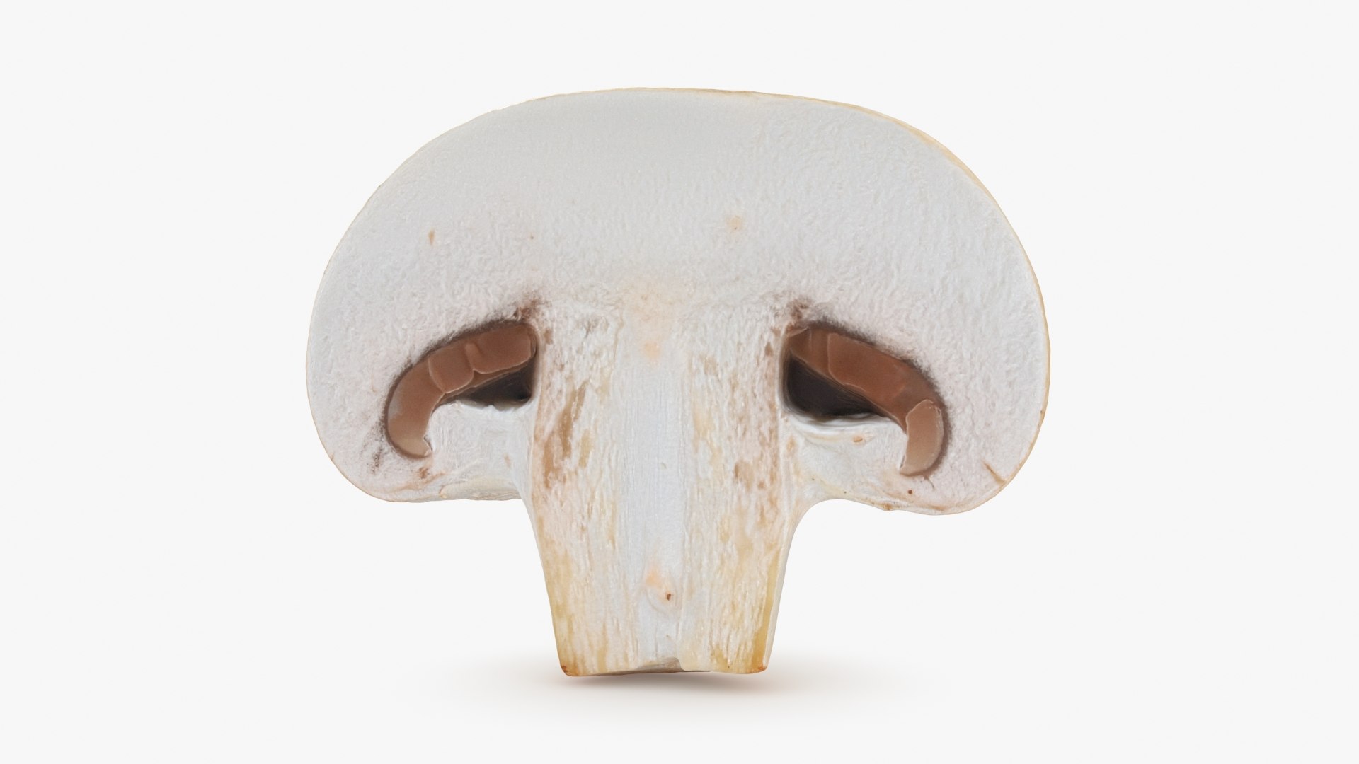 Half Champignon Mushroom 3D model https://p.turbosquid.com/ts-thumb/hN/WI5GK6/Tk/champignonhalf_b0014/jpg/1719422863/1920x1080/fit_q87/68ec0bae634cc42a81bfa4ba027b34fb738f7476/champignonhalf_b0014.jpg