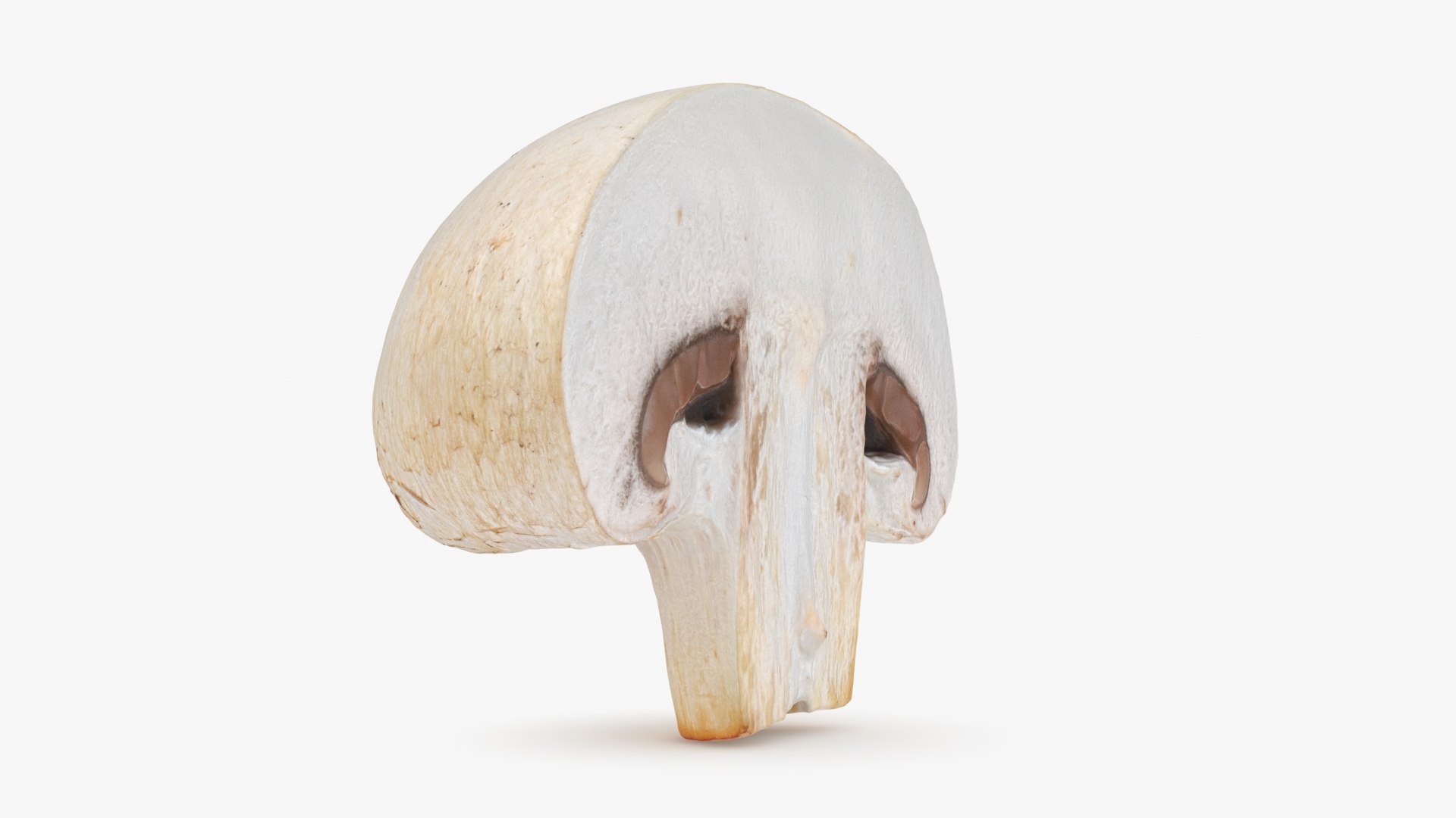 Half Champignon Mushroom 3D model https://p.turbosquid.com/ts-thumb/hN/WI5GK6/ZB/champignonhalf_b0004/jpg/1719422859/1920x1080/fit_q87/cbd4ea5885cf8e40bbd6017fbca8775b90bf0d07/champignonhalf_b0004.jpg
