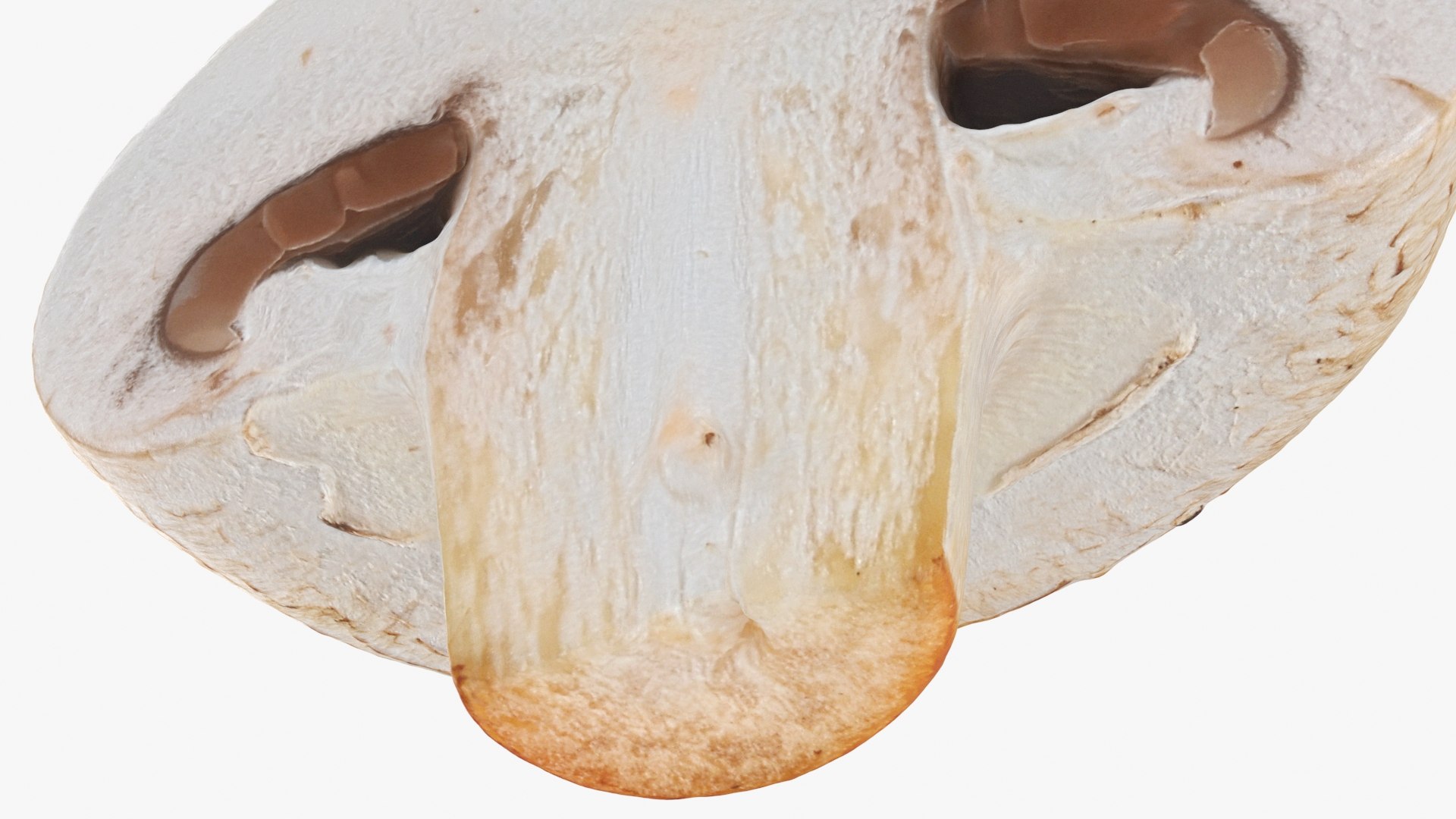 Half Champignon Mushroom 3D model https://p.turbosquid.com/ts-thumb/hN/WI5GK6/bv/champignonhalf_b0024/jpg/1719422866/1920x1080/fit_q87/0978f835bce1e4b99f3ffd19ce44869952a4275d/champignonhalf_b0024.jpg