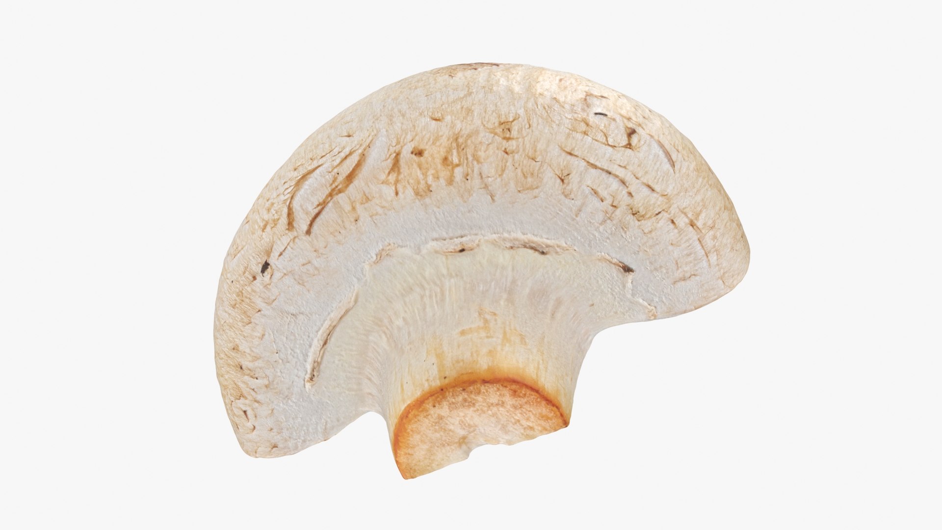 Half Champignon Mushroom 3D model https://p.turbosquid.com/ts-thumb/hN/WI5GK6/gy/champignonhalf_b0020/jpg/1719422866/1920x1080/fit_q87/2f0a1ef17e8a4685dc6174650bb2472cb958ee5b/champignonhalf_b0020.jpg
