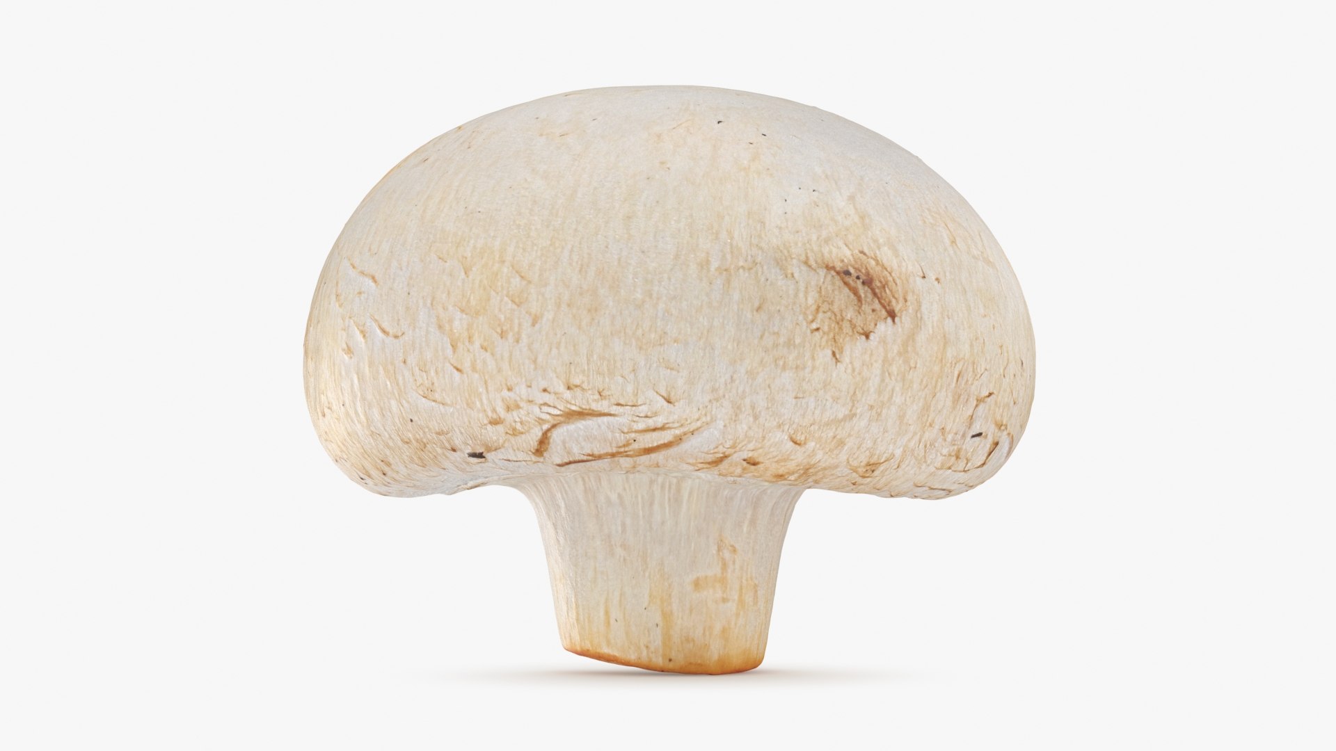 Half Champignon Mushroom 3D model https://p.turbosquid.com/ts-thumb/hN/WI5GK6/kL/champignonhalf_b0008/jpg/1719422860/1920x1080/fit_q87/829d0b0850864b729278649fc161490b3f8992ee/champignonhalf_b0008.jpg