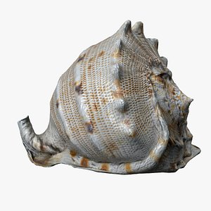 8K Horned Helmet Conch 3D model