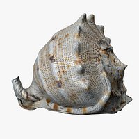 8K Horned Helmet Conch