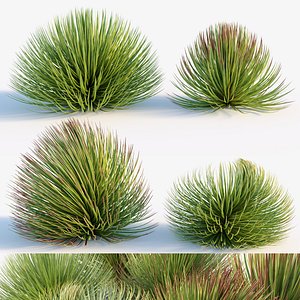 3D Agave stricta