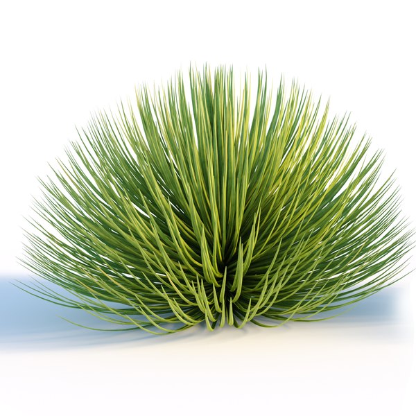 modelo 3d Agave estricta - TurboSquid 1935566