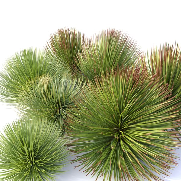 modelo 3d Agave estricta - TurboSquid 1935566