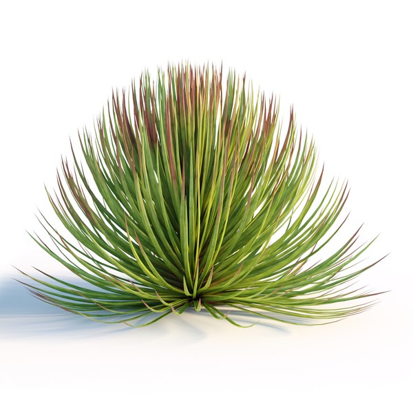 modelo 3d Agave estricta - TurboSquid 1935566