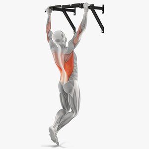 Male Muscular System Pull-up Excersise