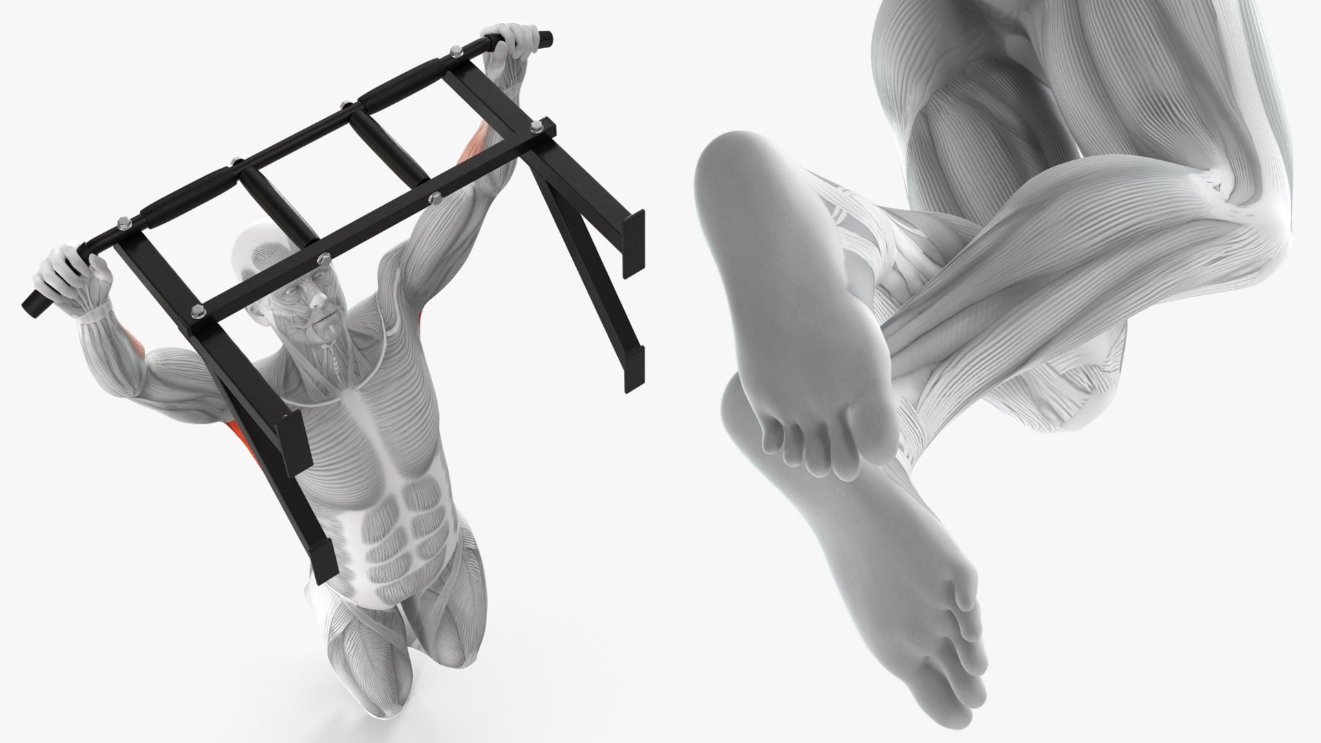 Male Muscular System Pull-up Excersise 3D model https://p.turbosquid.com/ts-thumb/hN/s0mBad/Tf/male_muscular_system_pullup_excersise_004/jpg/1755029201/1920x1080/fit_q87/a78fe8eb7752ed077c95006f92bc79212194299f/male_muscular_system_pullup_excersise_004.jpg
