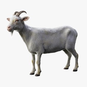 White Goat RIGGED 3D