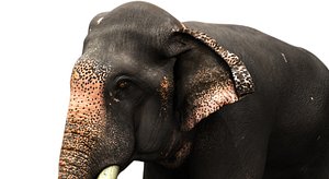 asian elephant rig 3D model