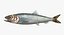 3D realistic atlantic herring
