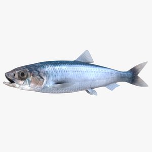 Atlantic Herring