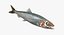 3D realistic atlantic herring