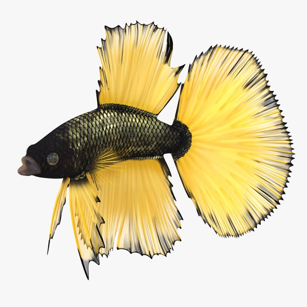 bettafishriggedformayamb3dmodel047.jpg