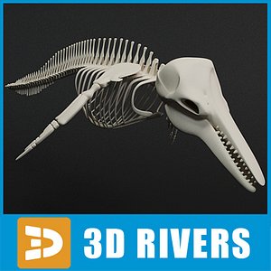 max dolphin skeleton animal