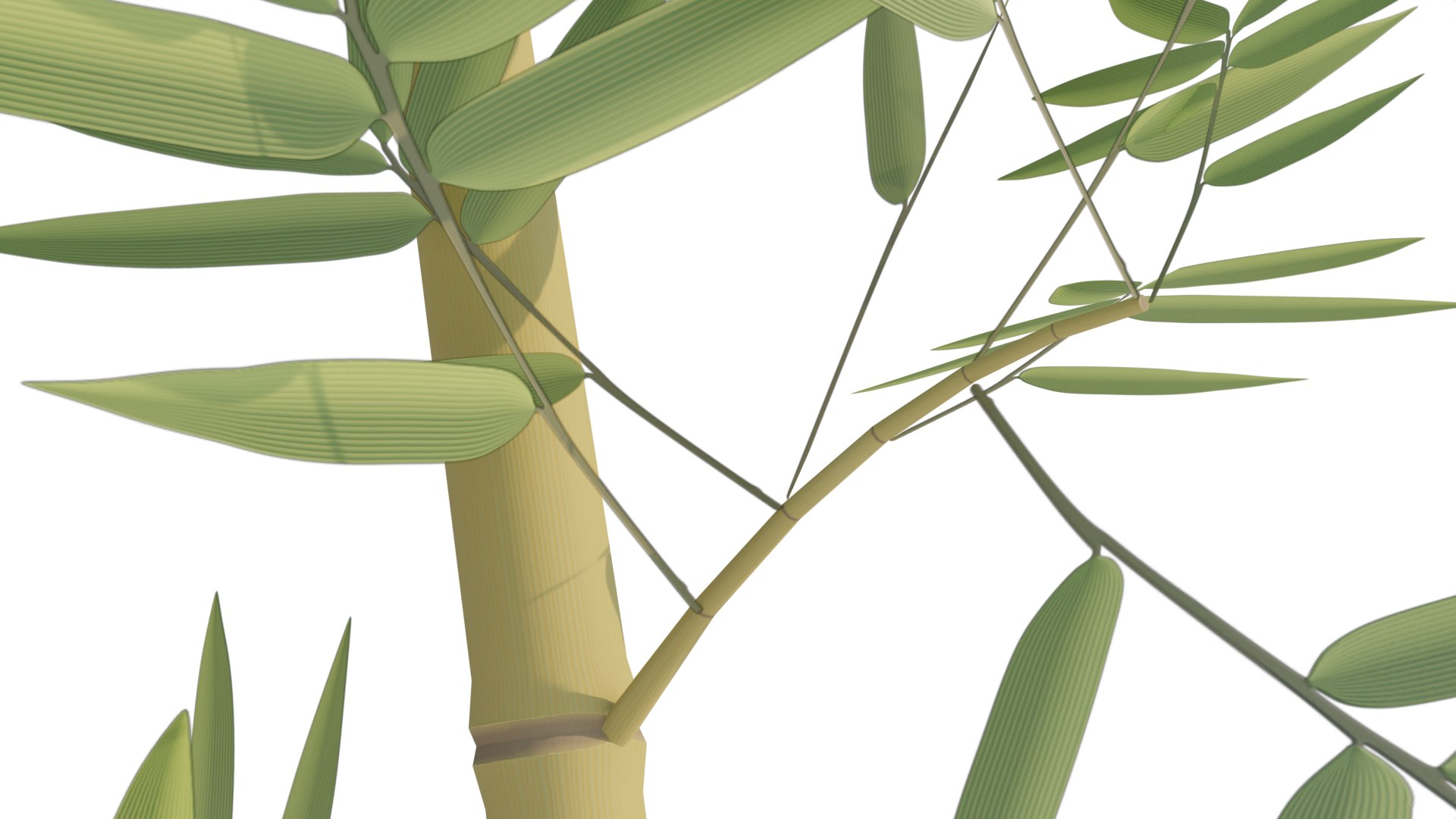 3D Bamboo Model - TurboSquid 2226553