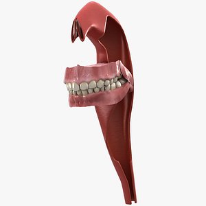 3D Mouth with Tongue Animated model