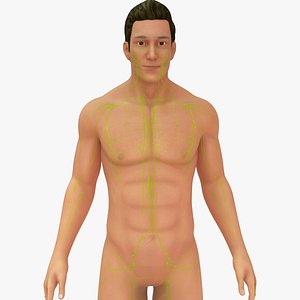 3D Human Natural body with Lymph nodes