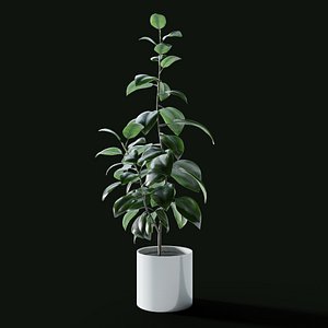 3D Ficus Elastica model