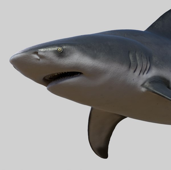 Shark 3D Models For Download | TurboSquid