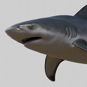 Bull shark