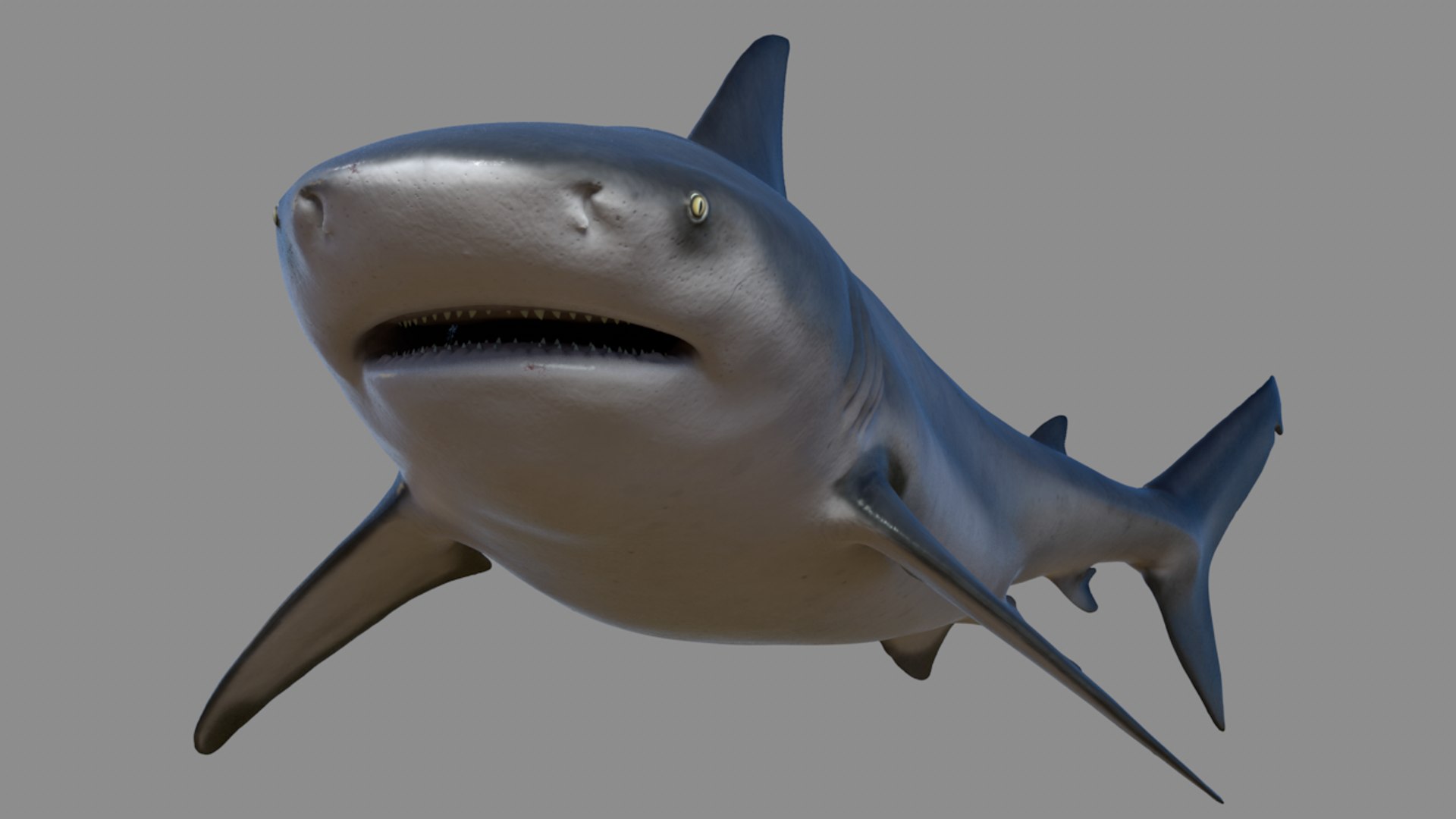 3D Model Realistic Bull Shark - TurboSquid 1248300