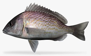 3d model of humpback grunt