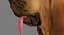 Bloodhound in Körperschutz (Black & Tan)
