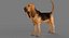 Bloodhound in Körperschutz (Black & Tan)