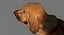 Bloodhound in Körperschutz (Black & Tan)